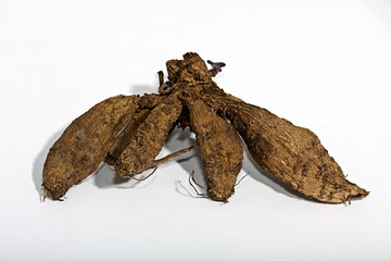 The roots of dahlias
