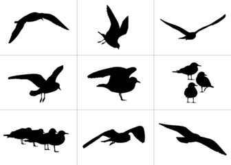 9 realistic silhouettes of seagulls