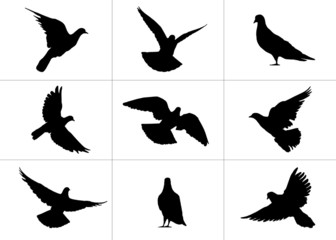 9 realistic silhouettes of pigeons