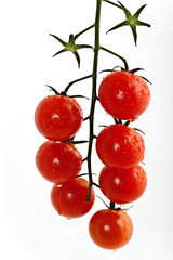 Cherry tomatoes on a branch