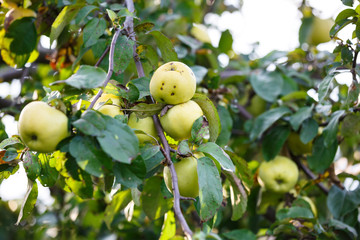 Apples on a branch