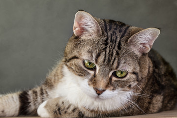 Portrait einer Katze