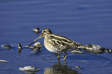 common snipe