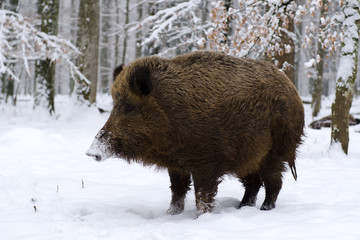 Wildschwein, Wild boar, Sus scrofa