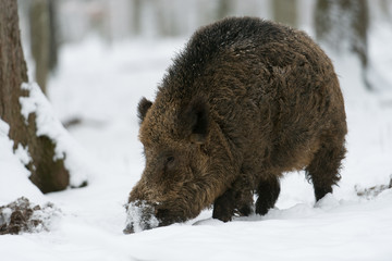 Wildschwein, Wild boar, Sus scrofa