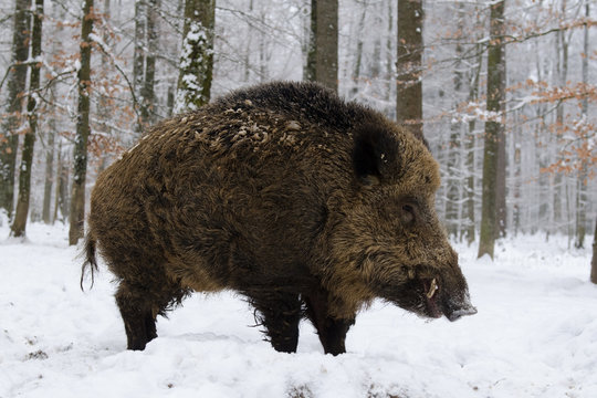 Wildschwein, Wild boar, Sus scrofa