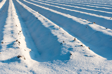 Asparagus beds covered with snow