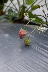 small strawberries