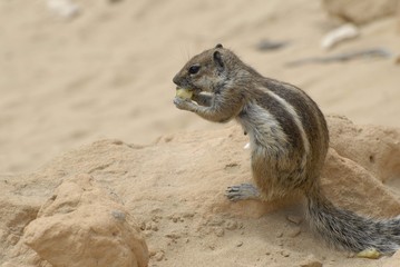 Erdhörnchen beim fressen