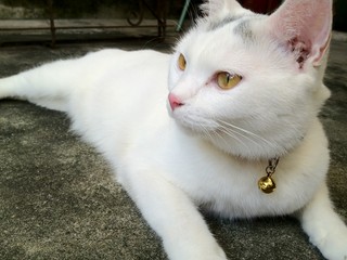 Fototapeta na wymiar White cat kitten is looking