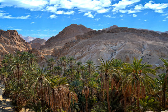 Oasis of Nefta, Chebika, between canyons and green palm trees
