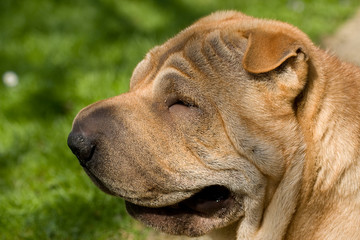 sharpei dog