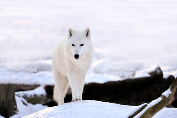 Wolf