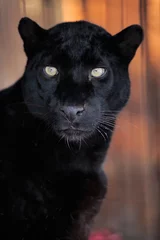 Fensteraufkleber Panther Leopardenporträt