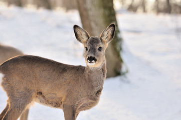 Young deer