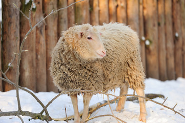 Sheep
