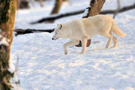 Wolf