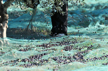 récolte des olives près de Nyons