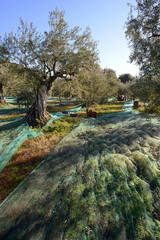 Fototapeta na wymiar zbiór oliwek w pobliżu Nyons
