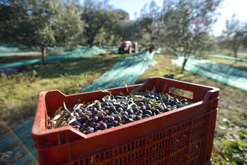 récolte des olives près de Nyons