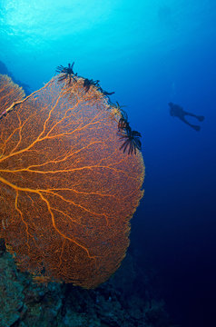 Giant Sea Fan And Diver