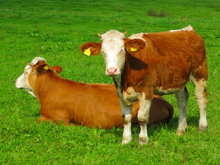 Calf with mother on meadow