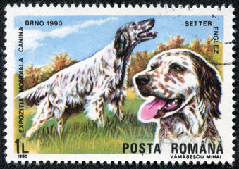 stamp printed in Romania shows English setter