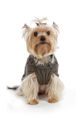 yorkshire nain femelle avec manteau