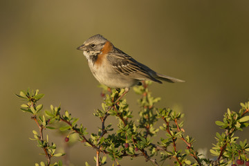 Obraz premium Rufous-collared Sparrow on a Branch