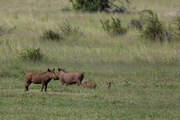 Obraz na płótnie Canvas Rhinocéros et Phacochères en liberté dans le Pilanesberg en Afrique du Sud 