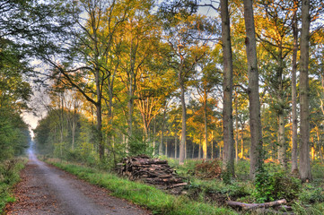 Naklejka premium Foret domaniale de Saint-Amand-les-Eaux Nord