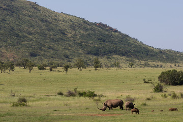 Rhinocéros et Phacochères en liberté dans le Pilanesberg en Afrique du Sud 
