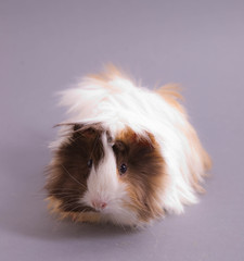 cobaye &agrave; poils longs