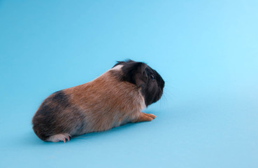 bébé cobaye poils ras