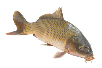 carp fish