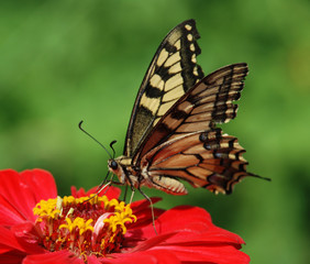 Beautiful butterfly on a flower