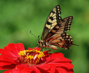 Beautiful butterfly on a flower