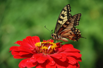 Fototapeta na wymiar Beautiful butterfly on a flower
