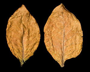 Naklejka premium leaf tobacco
