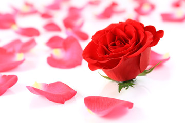 Red rose and petals on white background