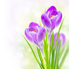 spring crocus flowers