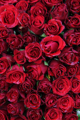 Wet red roses