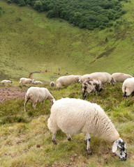 Fototapeta premium Moutons dans une pature verdoyante
