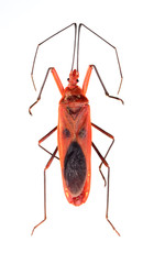 lohita grandis, giant red bugs male isolated on white