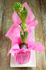The first spring flowers. hyacinths