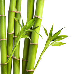Bamboo and bamboo leaf on white background