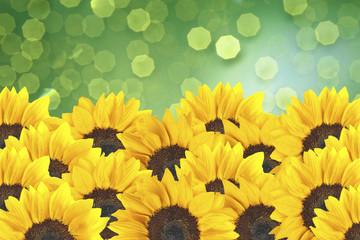 sunflower on green bokeh background