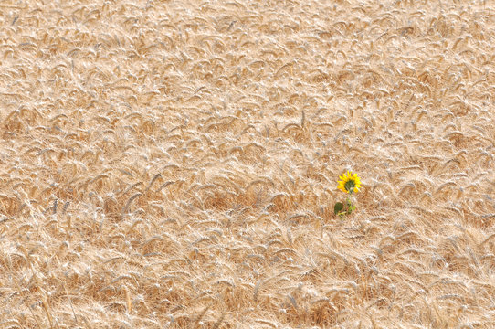 fleur de tournesol au milieu d'un champ de bl&eacute;