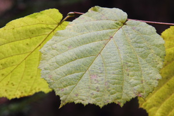 Hazel leaf. Autumn.