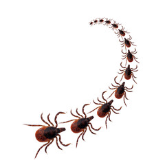 Tick insect procession over white background